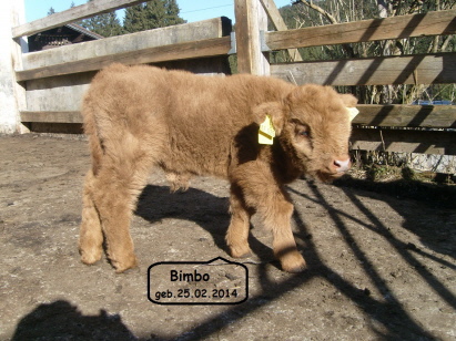 Nachwuchs bei den Schottischen Hochlandrinder