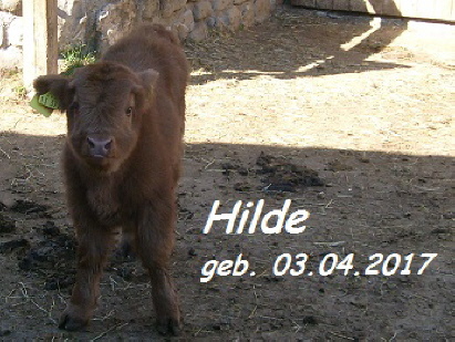Nachwuchs Hilde geb. 03.04.2017