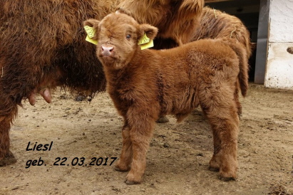 Nachwuchs auf Buhl�s Alpe Liesl geb.22.03.2017