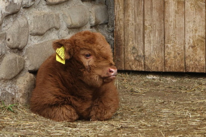 Nachwuchs Liesl geb. 22.03.2017